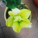 BELLFARM Adenium Green Beautiful Flower Seeds, 2 Seeds, single petals big blooms garden desert rose bonsai plants E4284