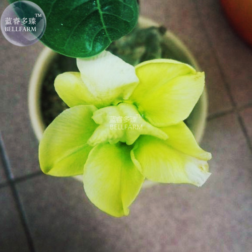 BELLFARM Adenium Green Beautiful Flower Seeds, 2 Seeds, single petals big blooms garden desert rose bonsai plants E4284