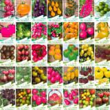 BELLFARM Combo 30 Packs Tomato Bonsai Small Middle Big Fruits Red Yellow Black Home Garden Organic Tomato Plants Organic
