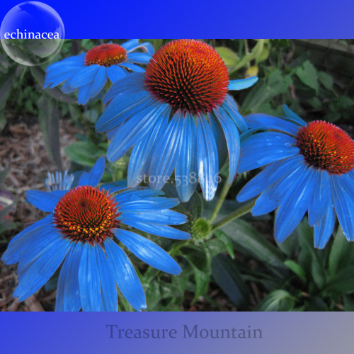 Rare 'Yangko' Light Blue Echinacea purpurea, 100 Seeds, big blooms blue petals w/ orange heart Hybrid flowers TS252T