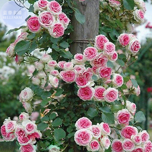 BELLFARM Rose White Rose Pink Big Blooming Flower Seeds, 50 seeds, flower diameter 20cm dense garden climbing flowers BD122H