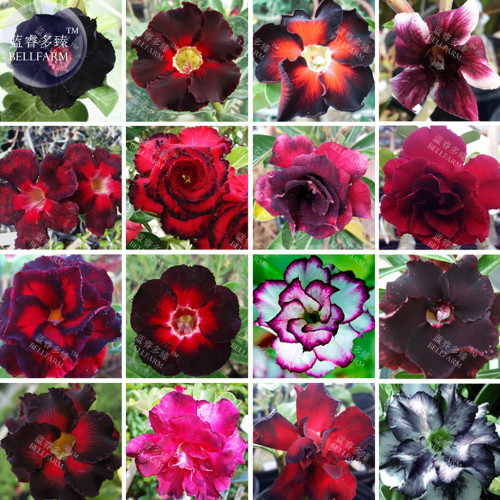 BELLFARM Mixed 16 Types Bonsai almost Black Adenium *Seeds (no soil), 30pcs, black single double petals bi-color desert rose