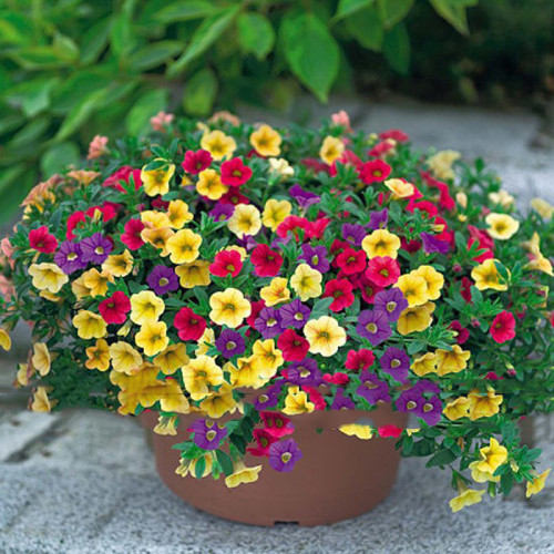 Mix Garden Petunia Shuttlecock Flower Horn Bonsai Flower Seeds 200pcs