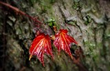 BELLFARM Rare Red Ivy Creeper Leaves Heirloom Seeds 10pcs
