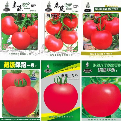 BELLFARM (for greenhouse) High Yield Tomato Big Pink Red Hybrid Seeds, 10 grams or 5 grams /original pack great for garden