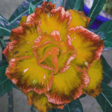BELLFARM Adenium Golden Petals with Light Pink Edge Flower Seeds
