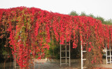 BELLFARM Rare Red Ivy Creeper Leaves Heirloom Seeds 10pcs