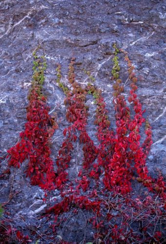 BELLFARM Rare Red Ivy Creeper Leaves Heirloom Seeds 10pcs