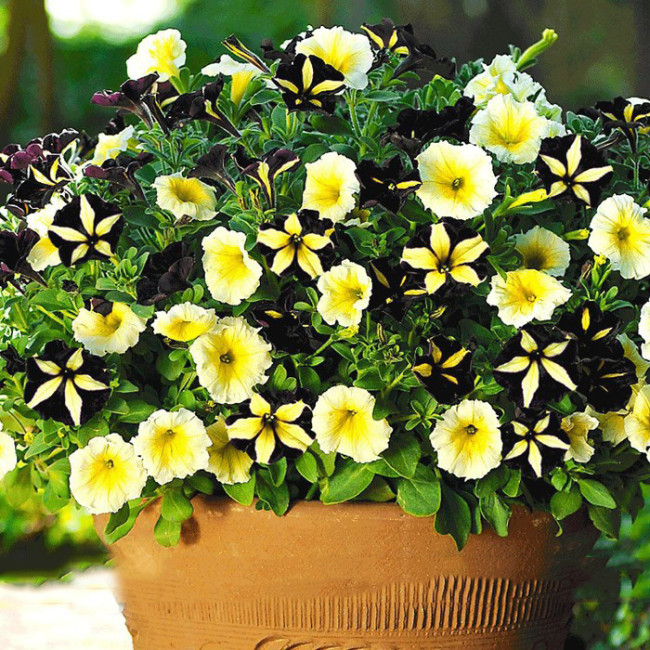 BELLFARM Rare Phantom Petunia Flower Seeds 100pcs