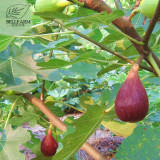 BELLFARM Giant Purple Ficus carica Fig Shrubs Seeds 6pcs