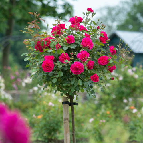 BELLFARM Rose Tree Rose-red Perenial Flower Seeds 50pcs