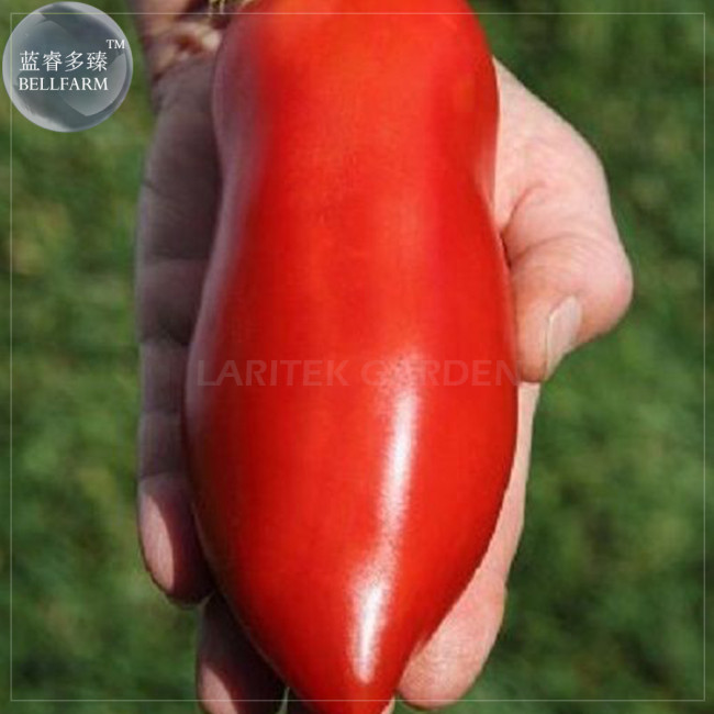 Jersey Devil Tomato Seeds, 100 Seeds, Professional Pack, long red sweet tomatoes E4073
