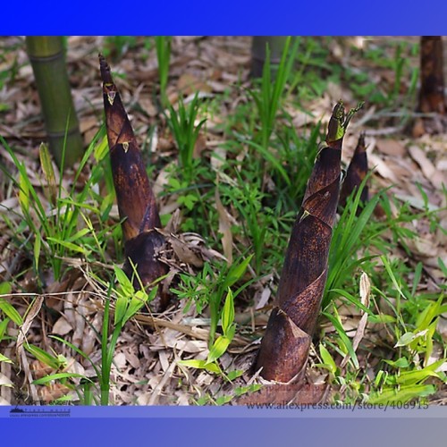 Heirloom Chinese Thin Bamboo Shoots Vegetable Seeds, Professional Pack, 30 Seeds / Pack, Crisp Tasty Vegetables E3180