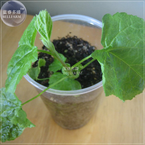 BELLFARM Heirloom Luo Han Guo Siraitia Grosvenorii Fresh Seeds, 30 seeds, Chinese herbs fruits healthy garden plant easy to grow