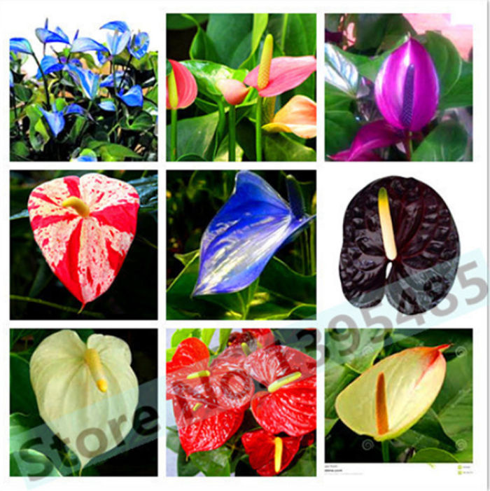US$ 0.88 - 100% True Variety Rare Different Perennial Anthurium Flower  Bonsai Seeds, Professional Pack, 20 Seeds / Pack, Hardy Plants E3243 -  www.deargogo.com