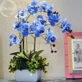 Blue Butterfly Orchid Seeds, 100 seeds, fragrant pretty light up garden E3601
