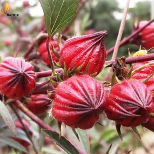BELLFARM Chinese Hibiscus sabdariffa Roselle Herbal Bonsai, Professional Pack, 20PCS / Pack