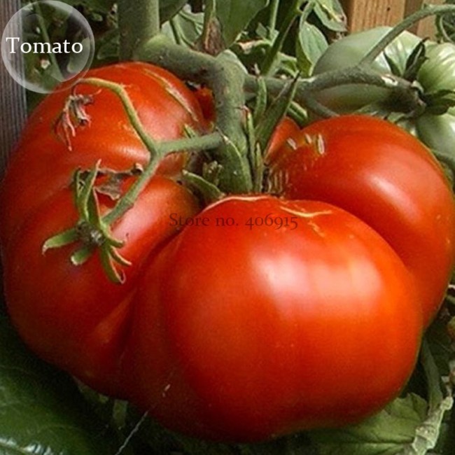Rare 'Champion' Giant Red Tomato, 100 seeds, heirloom organic vegetables E3818