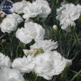 BELLFARM Dianthus Mixed Pinks Perennal Flower Seeds, 100 seeds, heirloom double petals for home garden bonsai plants BD165H