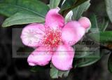 5 Packs, 50 Seeds / pack, Rhodomyrtus Tomentosa, Moaning Myrtle Seeds, Hill Gooseberry, Rose Myrtle Plant Seeds