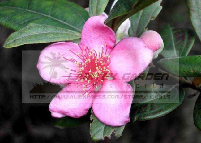 5 Packs, 50 Seeds / pack, Rhodomyrtus Tomentosa, Moaning Myrtle Seeds, Hill Gooseberry, Rose Myrtle Plant Seeds