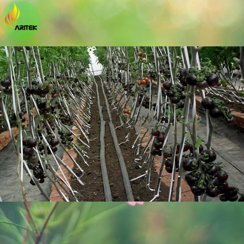 'Black Onyx' Tomato, Professional Pack, 500 Seeds, tasty sweet juicy hybrid seeds E3506