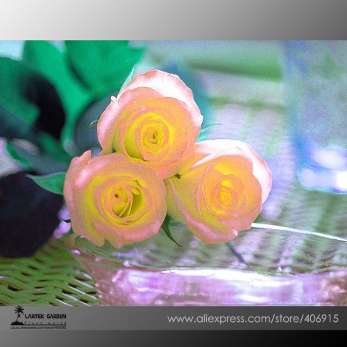 Rare Hybrid Light Pink Yellow Rose Seedling Flower Seeds, Professional Pack, 50 Seeds / Pack, Attracting Butterflies E3444