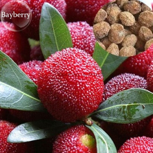 Red Sweet Waxberry, 5 Seeds, myrica rubra fruit high germination E3779