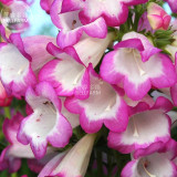 BELLFARM Penstemon Beardtongues Semi-evergreen Perennials Flower Seeds, 100 seeds, professional pack, beautiful garden plants