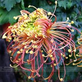 Japan Spider Chrysanthemums Flowers Seeds, Professional Pack, 100 Seeds / Pack, Very Beautiful Garden Flowers #LG00028