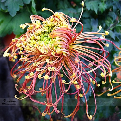 Japan Spider Chrysanthemums Flowers Seeds, Professional Pack, 100 Seeds / Pack, Very Beautiful Garden Flowers #LG00028