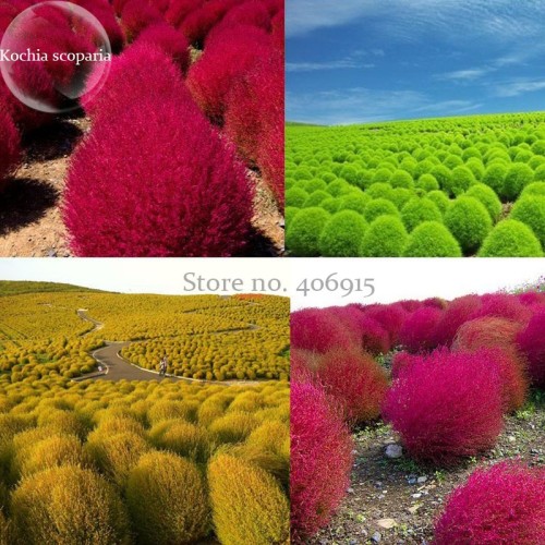 Kochia Scoparia Burning Bush Grass Green Red Mixed, 200 seeds, ornamental shrub grass E3918