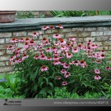 'May Jay' Red Purple Coneflower Echinacea purpurea Flower Seeds, Professional Pack, 100 Seeds / Pack, SOW MAY - SEPT