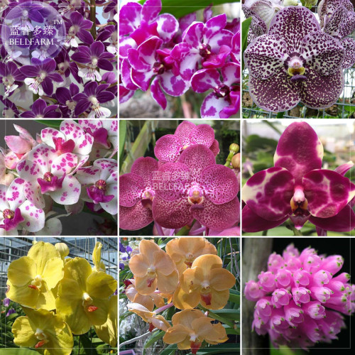 BELLFARM Orchid Rare Bonsai Mixed Perennial Flower Seeds, 100 seeds, professional pack, heirloom orchid open-pollinated plants