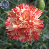 BELLFARM Carnation Giant Mixed Sweet Fragrant Flower Seeds, 200 seeds, professional pack, bi-color purple orange white black