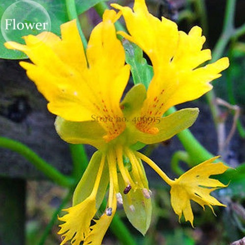Yellow Canary Creeper Nasturtium, 5 seeds, bright yellow orchid-like flowers are produced all summer long E3929