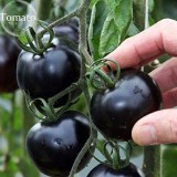 Mixed 24 Types Organic Tomato, 100 seeds, tasty edible heirloom tomato E3756