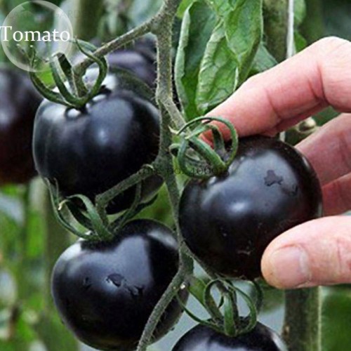 Mixed 24 Types Organic Tomato, 100 seeds, tasty edible heirloom tomato E3756