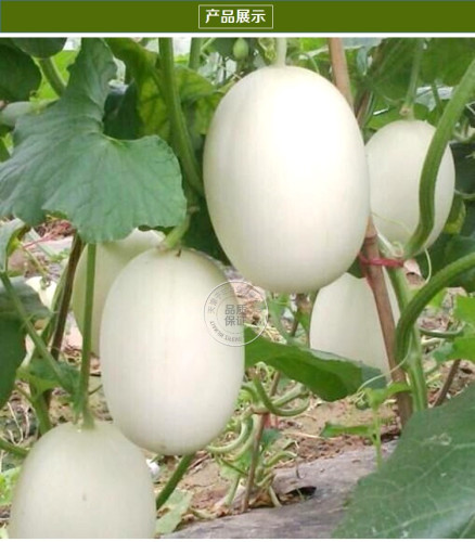 BELLFARM Sweet Melon Hybrid Oval Fruit Seeds, 200 seeds, original pack, white skin light green inside crisp tasty 17% sugar