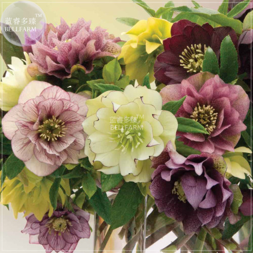BELLFARM Helleborus Hellebore Evergreen Flowering Plant Seeds, 5 seeds, heirloom winter rose big blooms flowers BD172H
