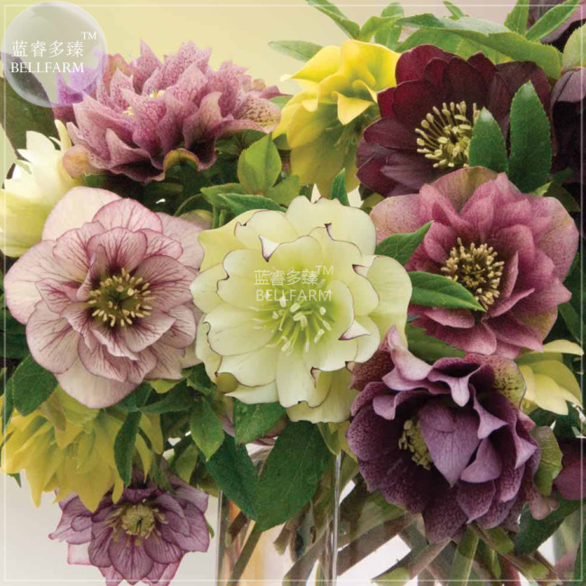 BELLFARM Helleborus Hellebore Evergreen Flowering Plant Seeds, 5 seeds, heirloom winter rose big blooms flowers BD172H
