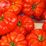 Mixed 24 Types Organic Tomato, 100 seeds, tasty edible heirloom tomato E3756