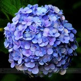 Blue Hydrangea Paniculata Grandiflora, Professional Pack, 15 Seeds / Pack, Rare Big Flowers #E3486