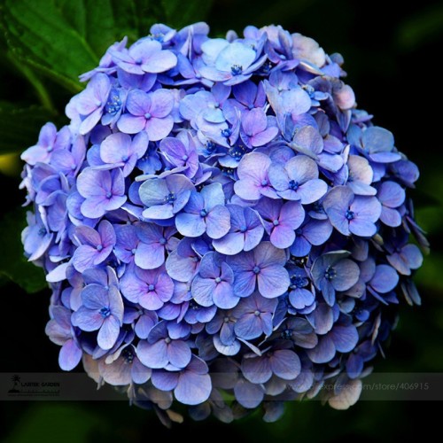 Blue Hydrangea Paniculata Grandiflora, Professional Pack, 15 Seeds / Pack, Rare Big Flowers #E3486