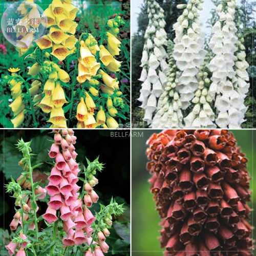BELLFARM Foxglove Mixed Yellow White Pink Chocolate Mixed Perennial Flower Seeds, 200 seeds, digitalis parviflora garden flowers