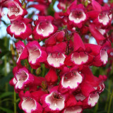 BELLFARM Penstemon Beardtongues Semi-evergreen Perennials Flower Seeds, 100 seeds, professional pack, beautiful garden plants