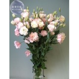 100% Genuine Eustoma Grandiflorum Flowers, Professional Pack, 10 seeds, bonsai mixed perennial flower seeds E4044