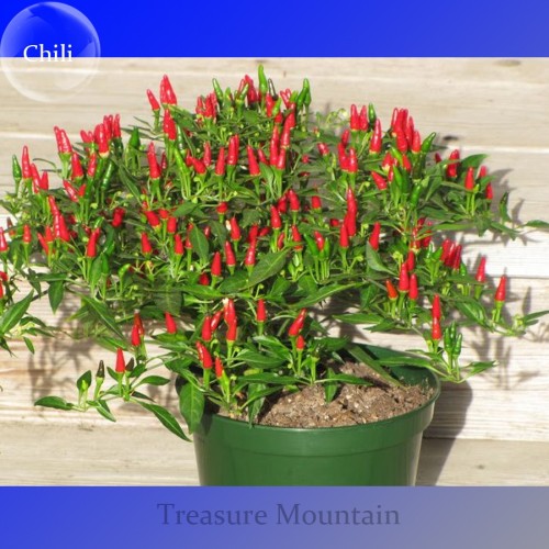 Heirloom Thai Sun Hot Pepper Capsicum annuum Ornamental Chili Seeds, Professional Pack, 100 Seeds, Mini Hot Pepper Seeds TS176