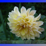 Heirloom Rare Different Types of Dahlia Flower Hybrid Seeds, Professional Pack, 50 Seeds / Pack, 100% True Varieties E3238