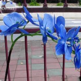 Blue Butterfly Orchid Seeds, 100 seeds, fragrant pretty light up garden E3601